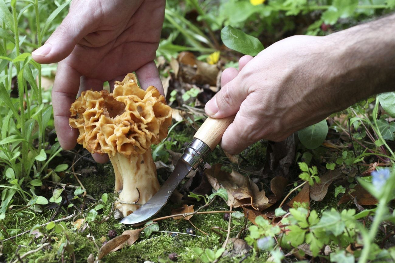 
                  
                    Opinel Mushroom Knife
                  
                